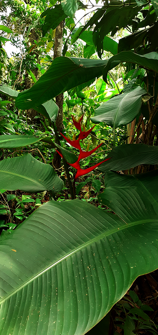 Trilha Vale Verde Bertioga